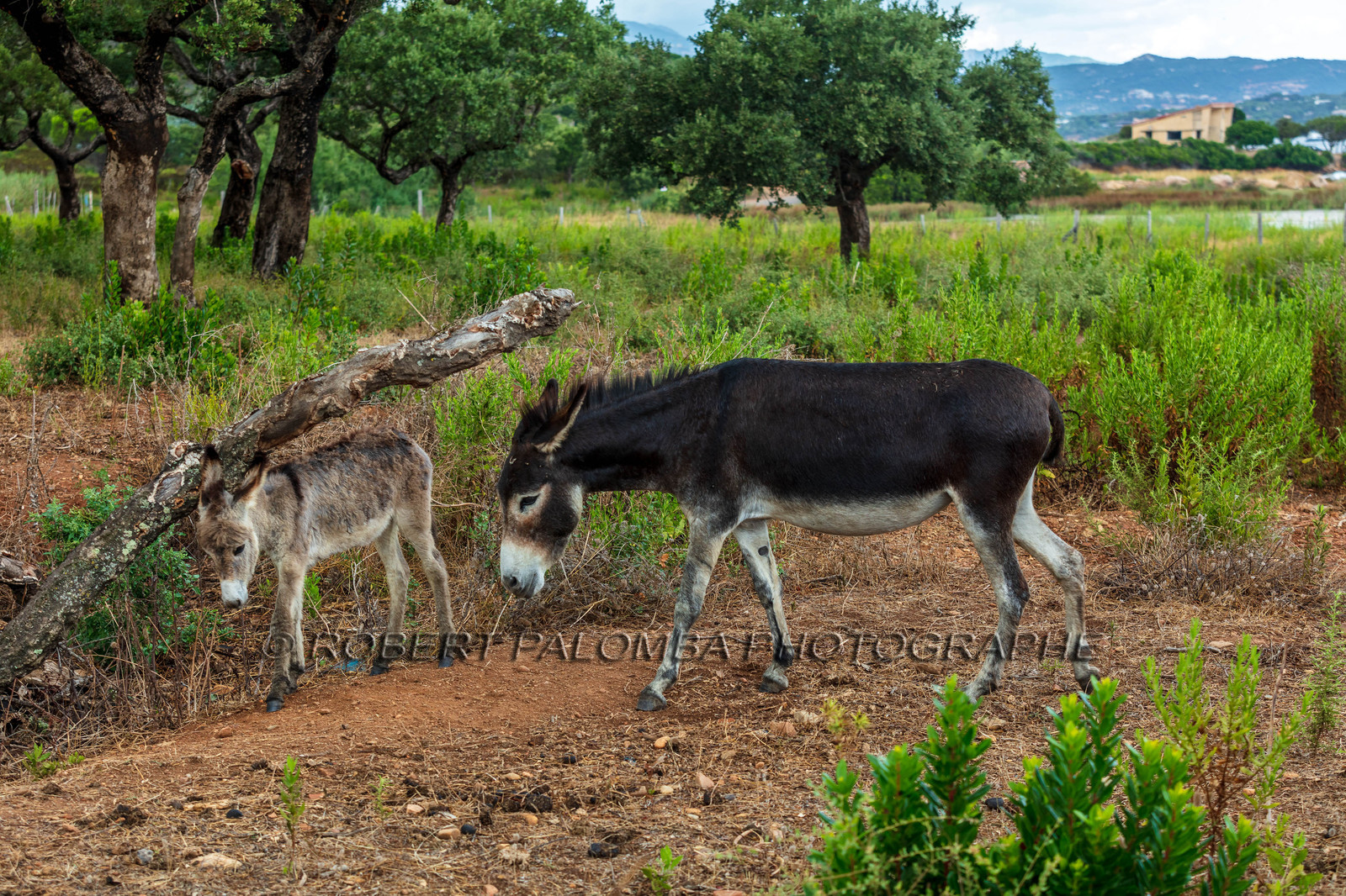 Faune corse
