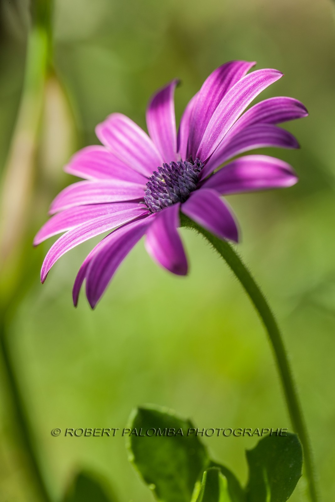 Flore Méditerranéenne Flore Méditerranéenne