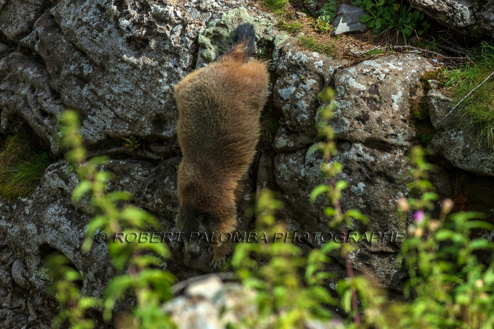 Marmotte