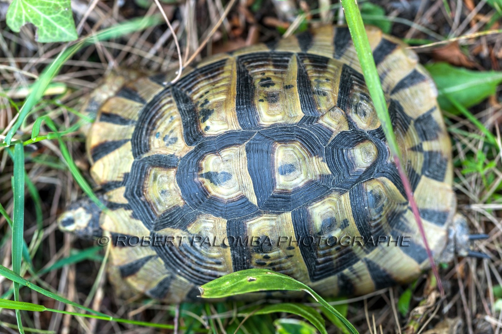Tortue d'Hermann,Testudo hermanni Tortue d'Hermann,Testudo hermanni