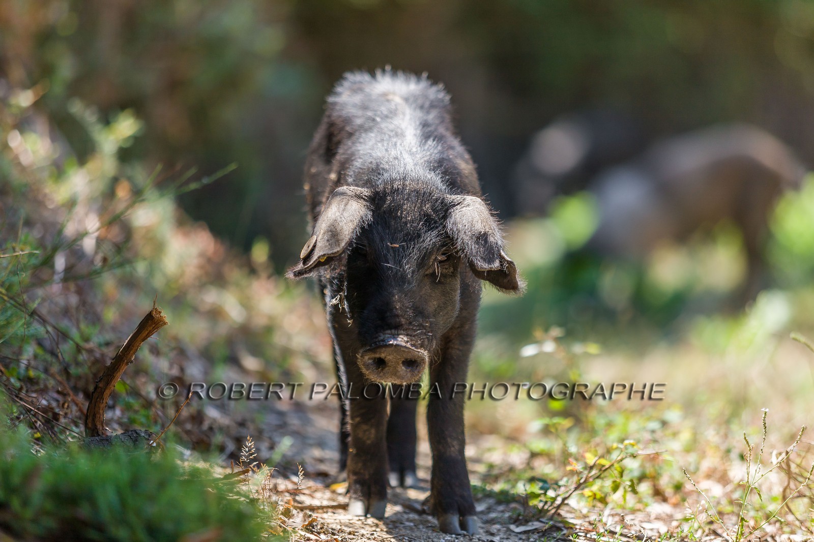 Cochon corse