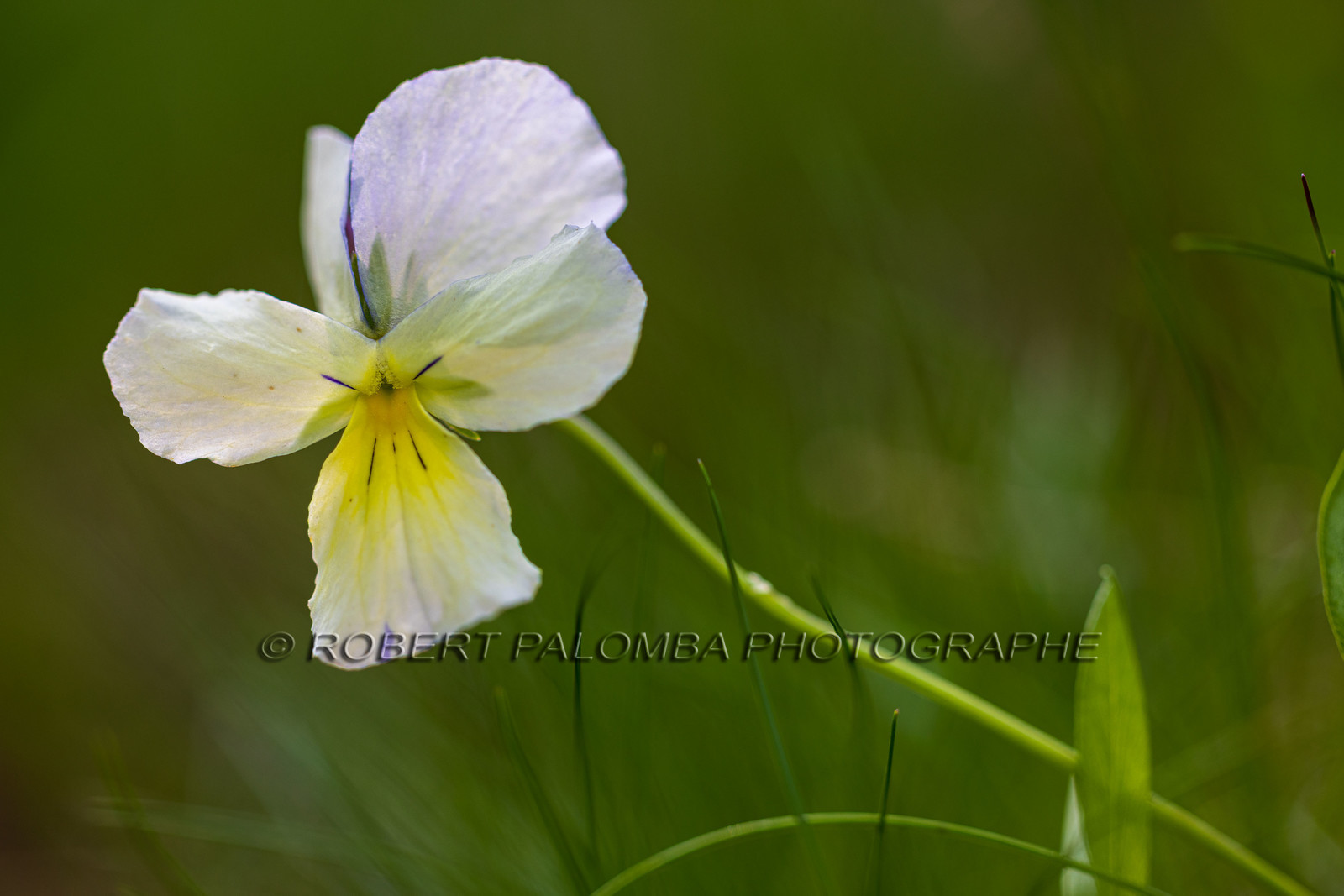 Flore alpine