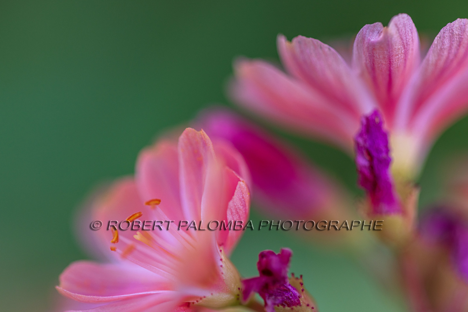 Lewisia