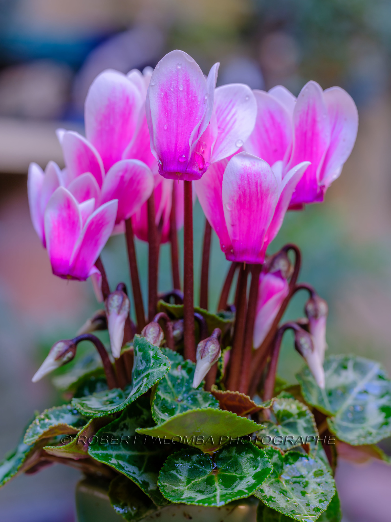 Cyclamen