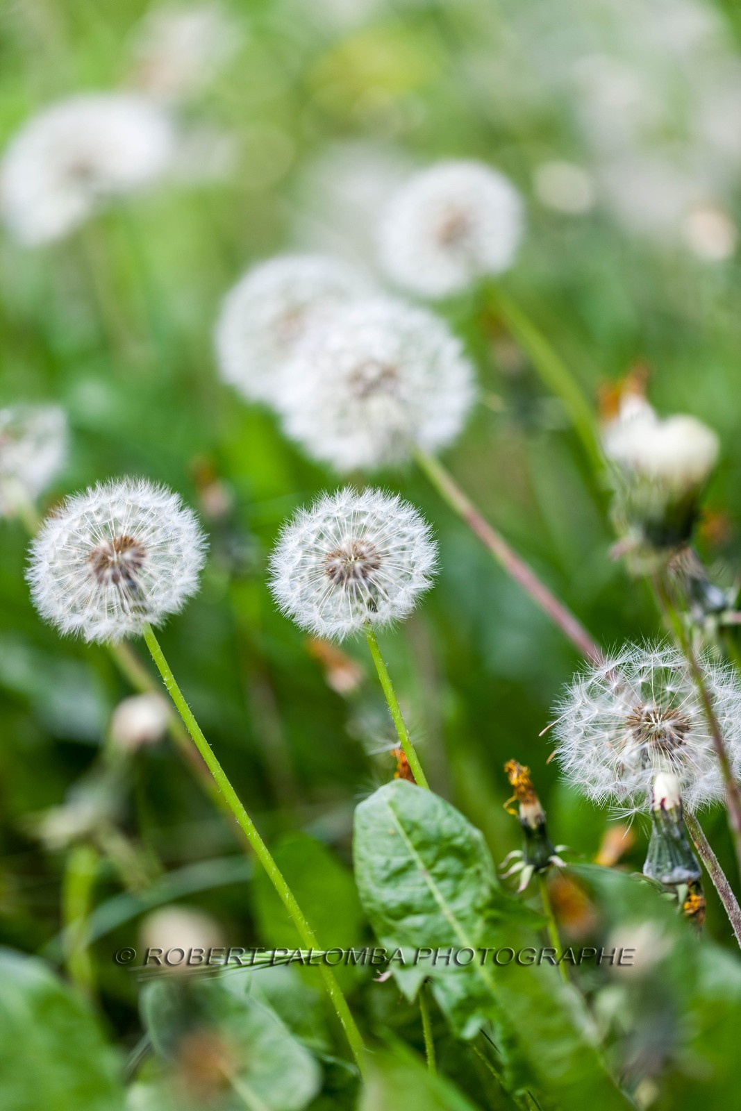 Pissenlit dit Taraxacum Pissenlit dit Taraxacum