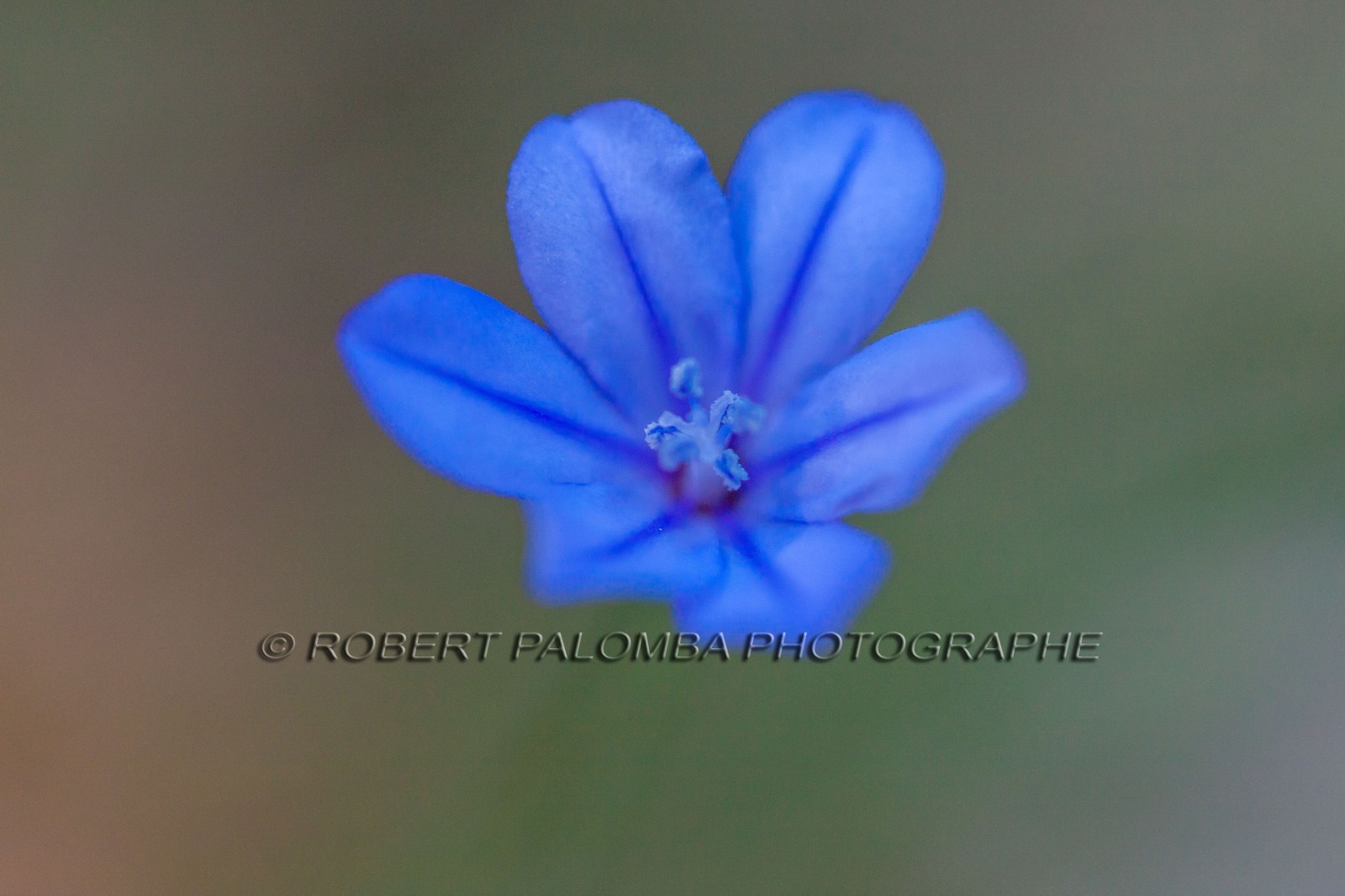 Aphyllante de Montpellier Aphyllante de Montpellier