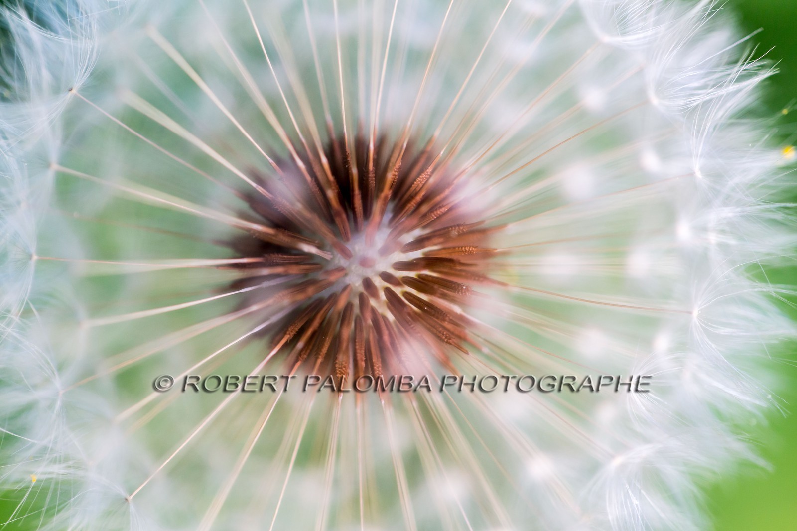 Pissenlit dit Taraxacum Pissenlit dit Taraxacum