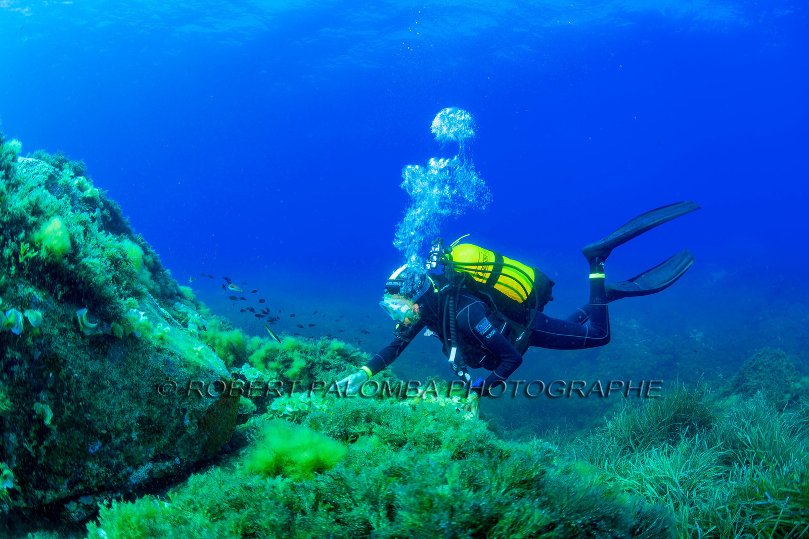 Plongée-sous-marine