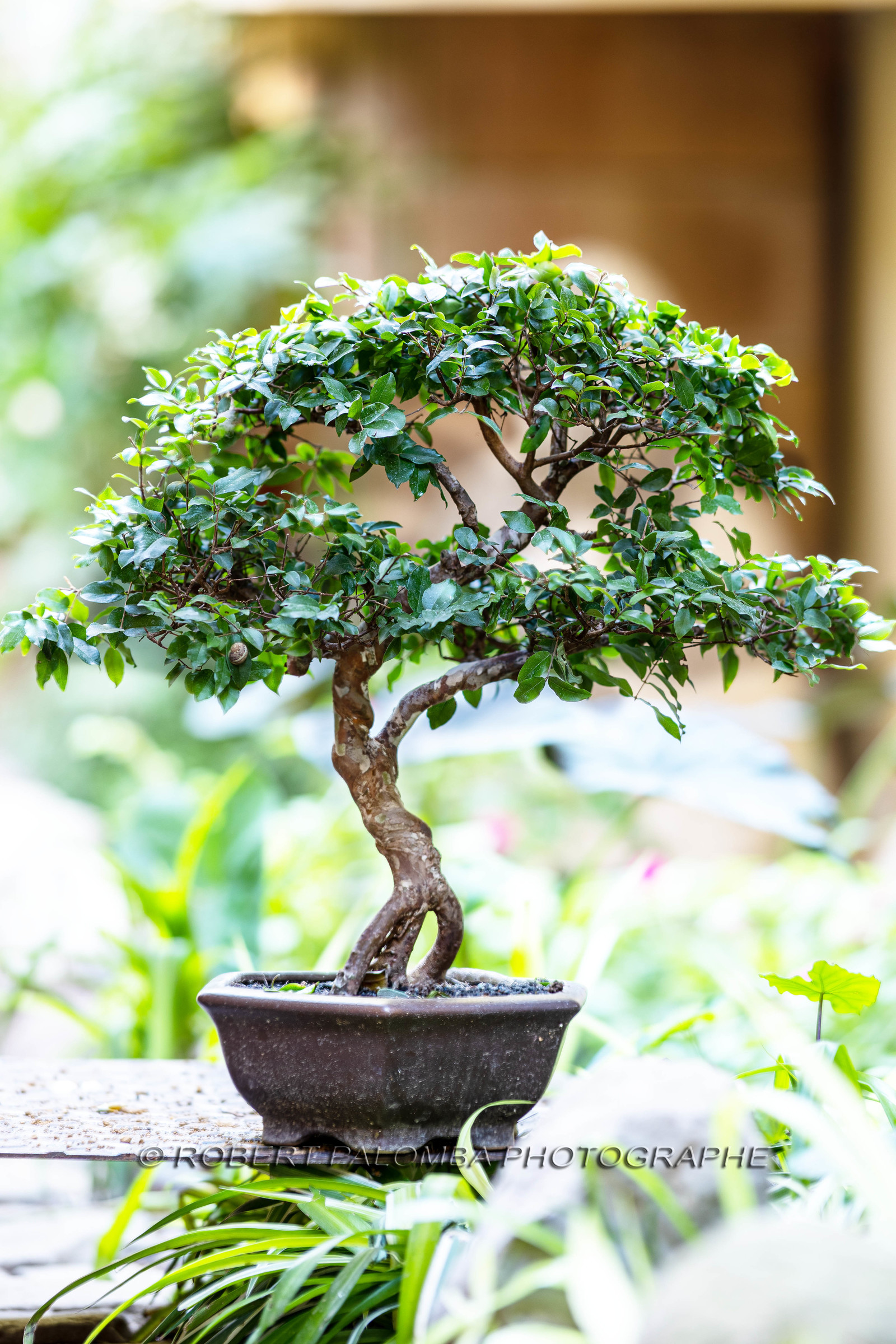 Bonsai