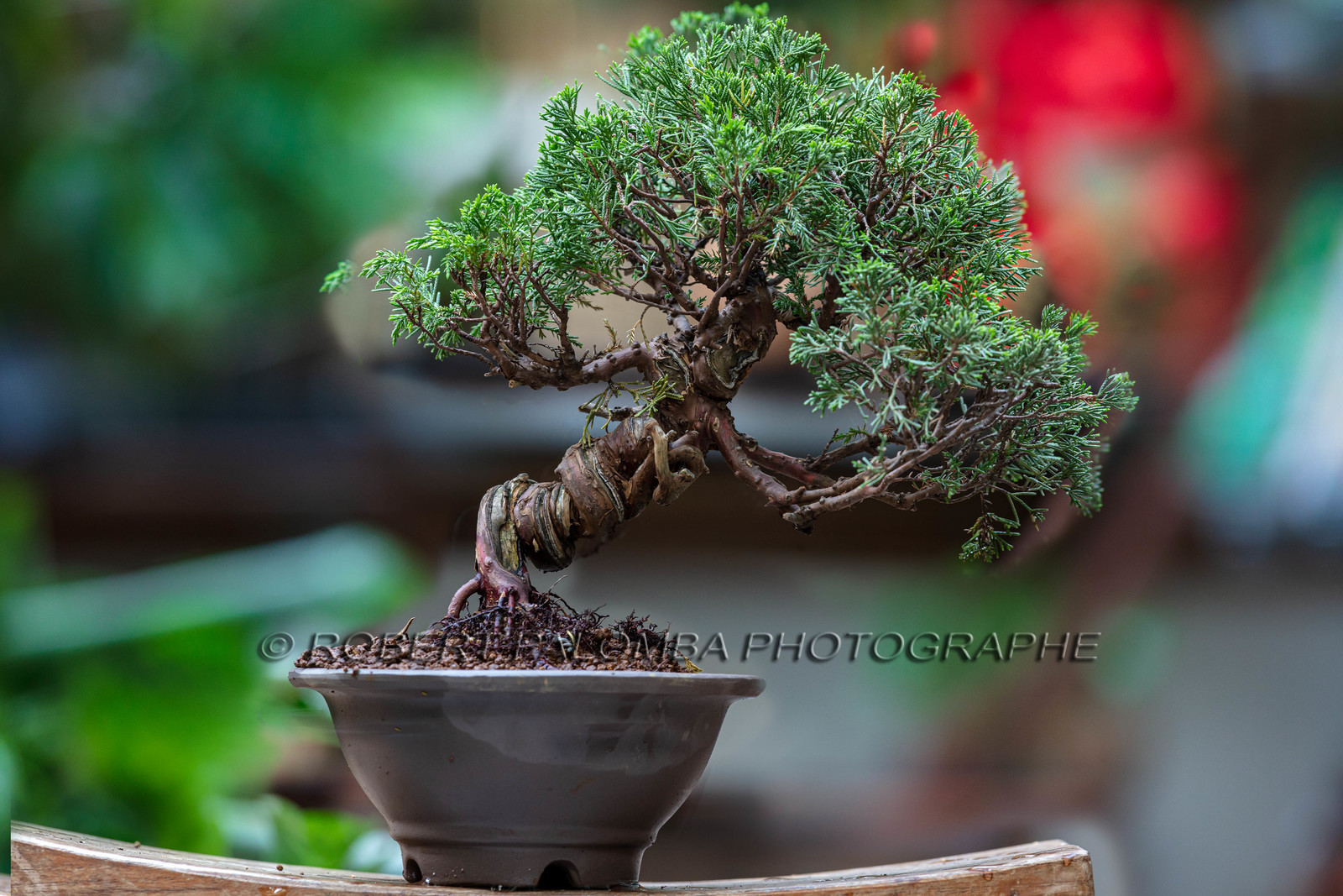 Bonsai
