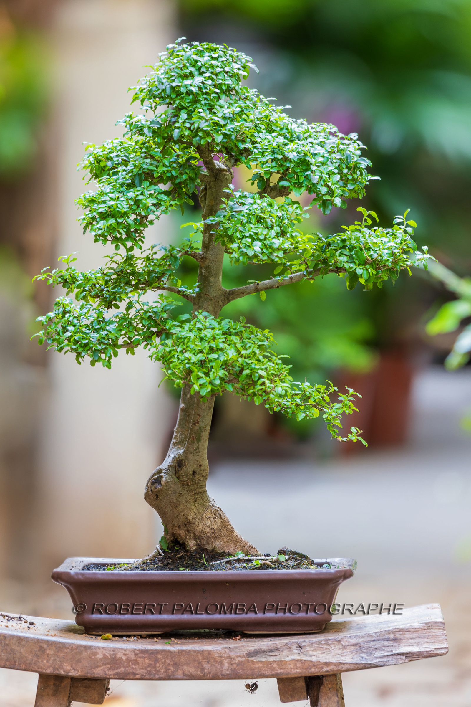 Bonsai