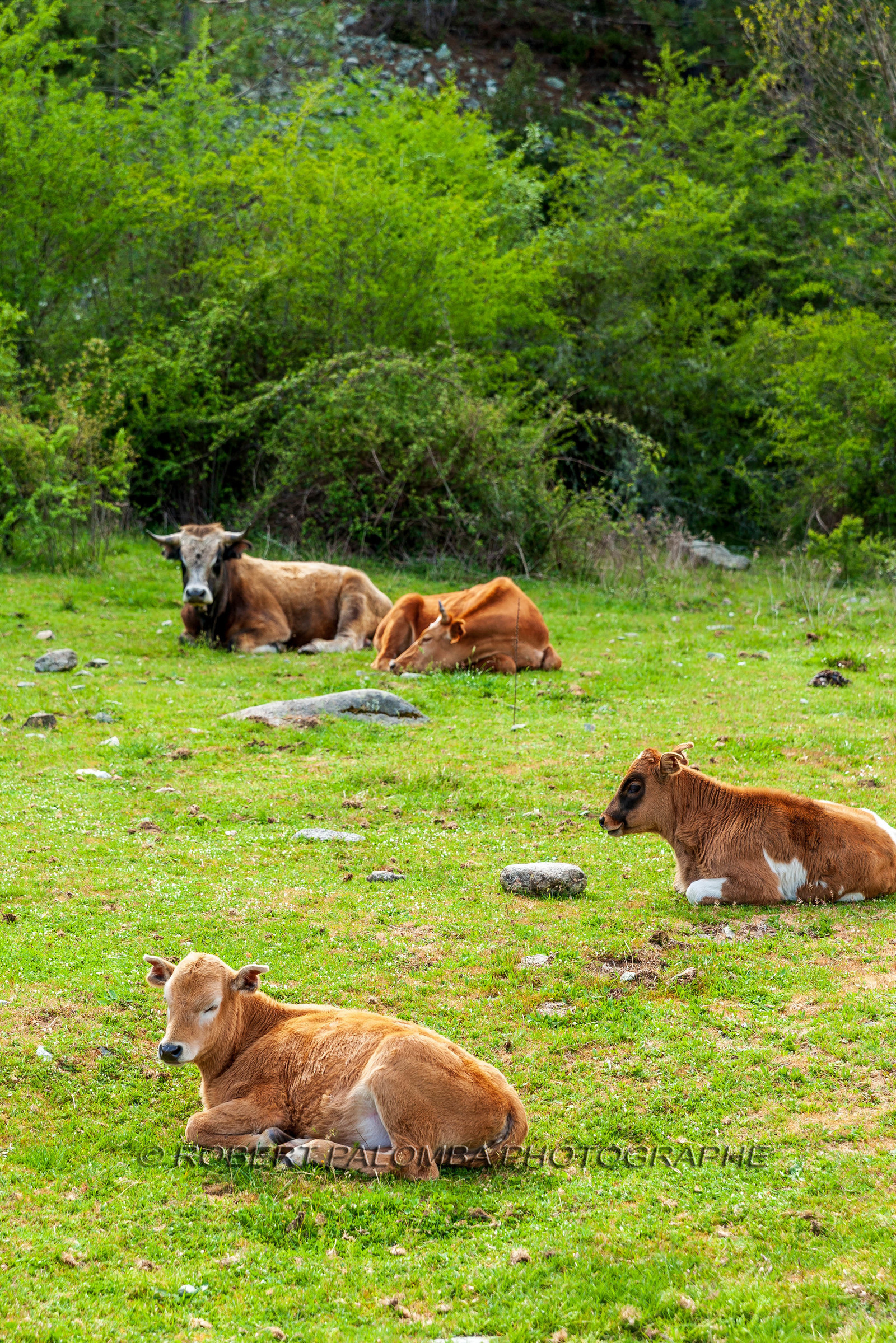 Faune corse