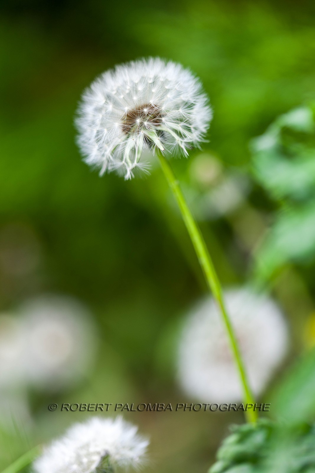 Pissenlit dit Taraxacum Pissenlit dit Taraxacum