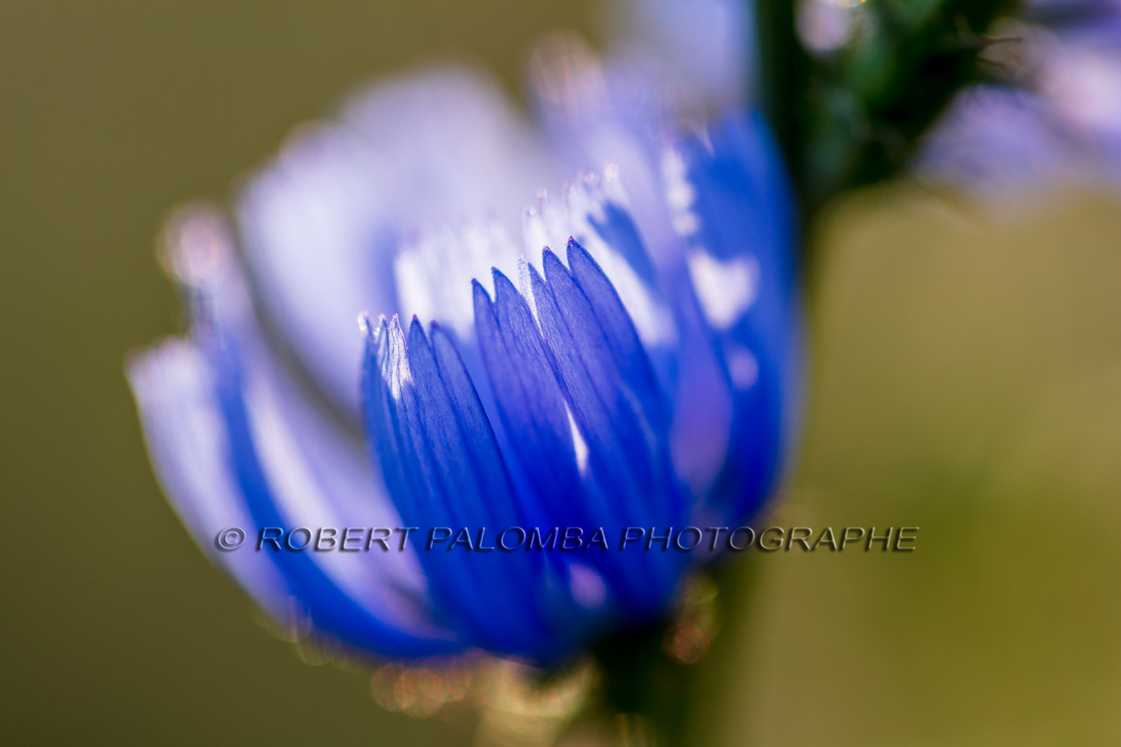 France, Alpes-de-Haute-Provence (04) Val d'Allos