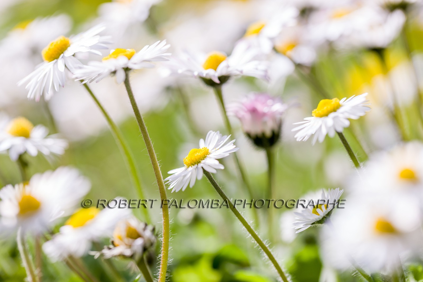 Marguerite, Leucanthemum vulgare Marguerite, Leucanthemum vulgare