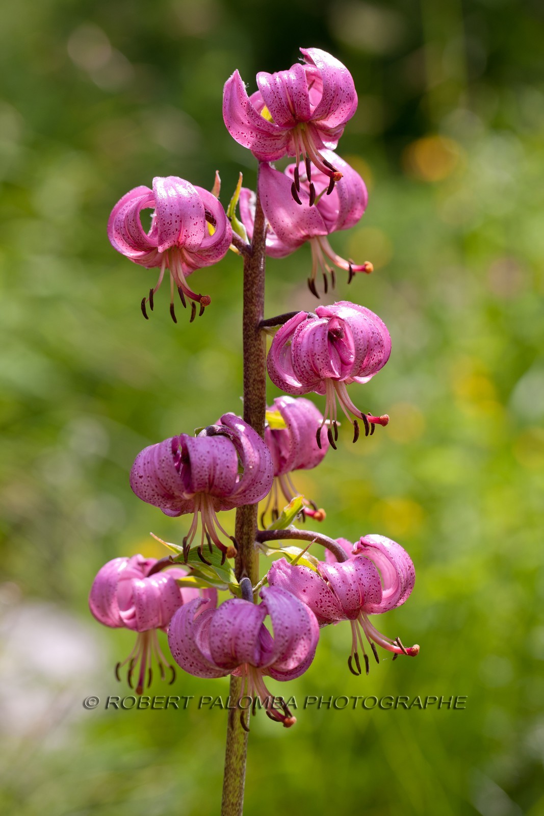 Lis Martagon, Lilium Martagon