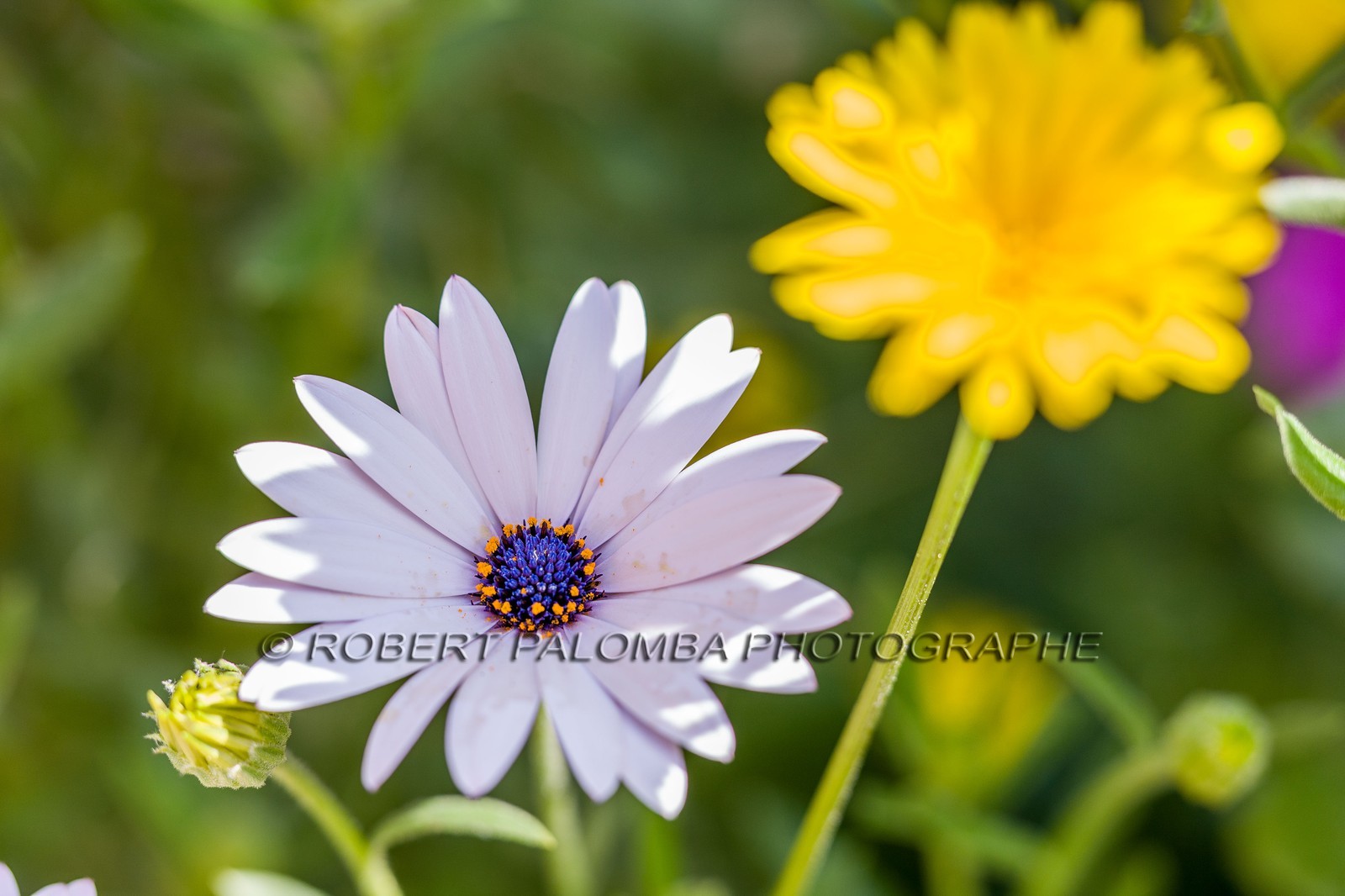 Marguerite, Leucanthemum vulgare Marguerite, Leucanthemum vulgare