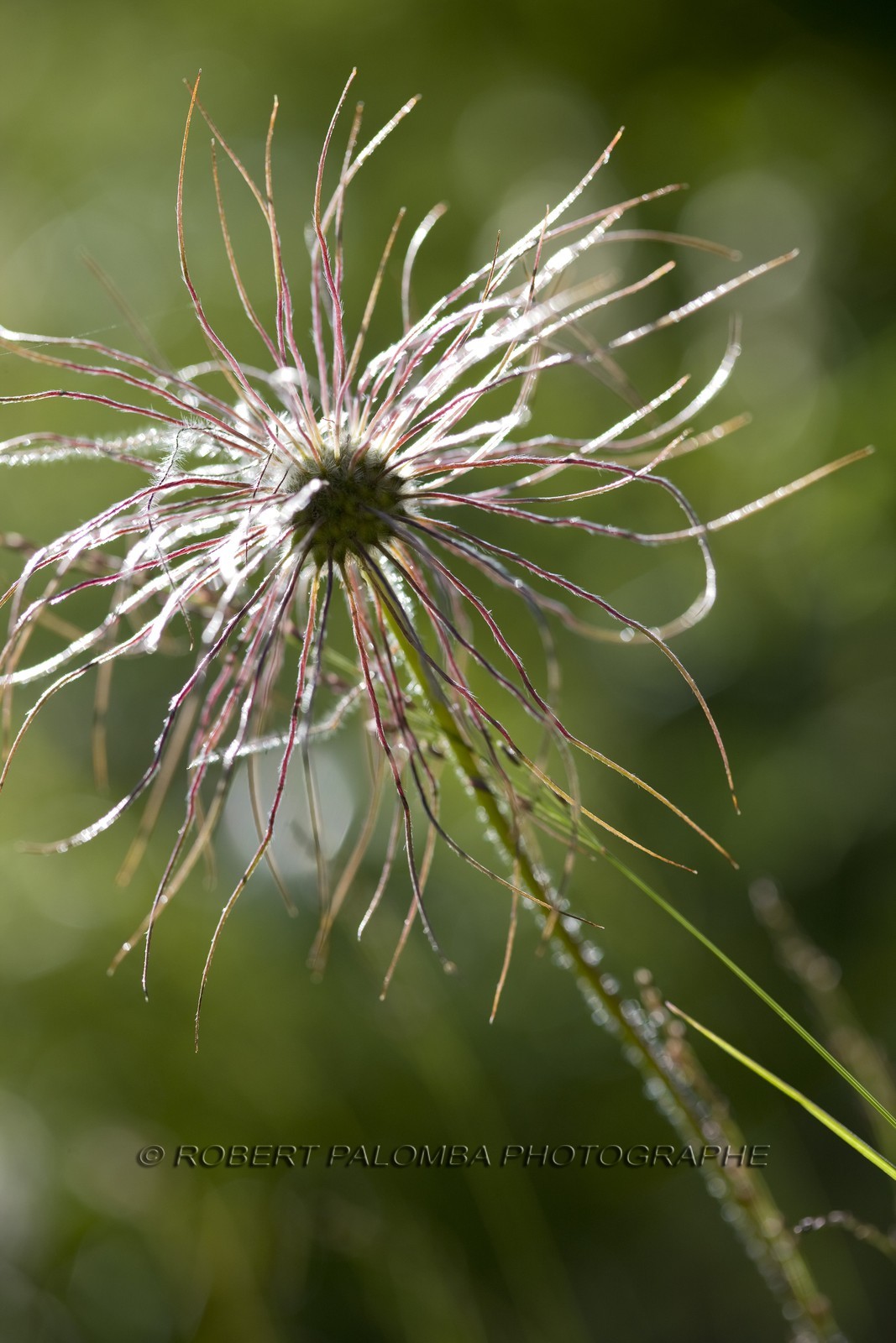 Anémone pulsatille, Pulsatilla vulgaris.