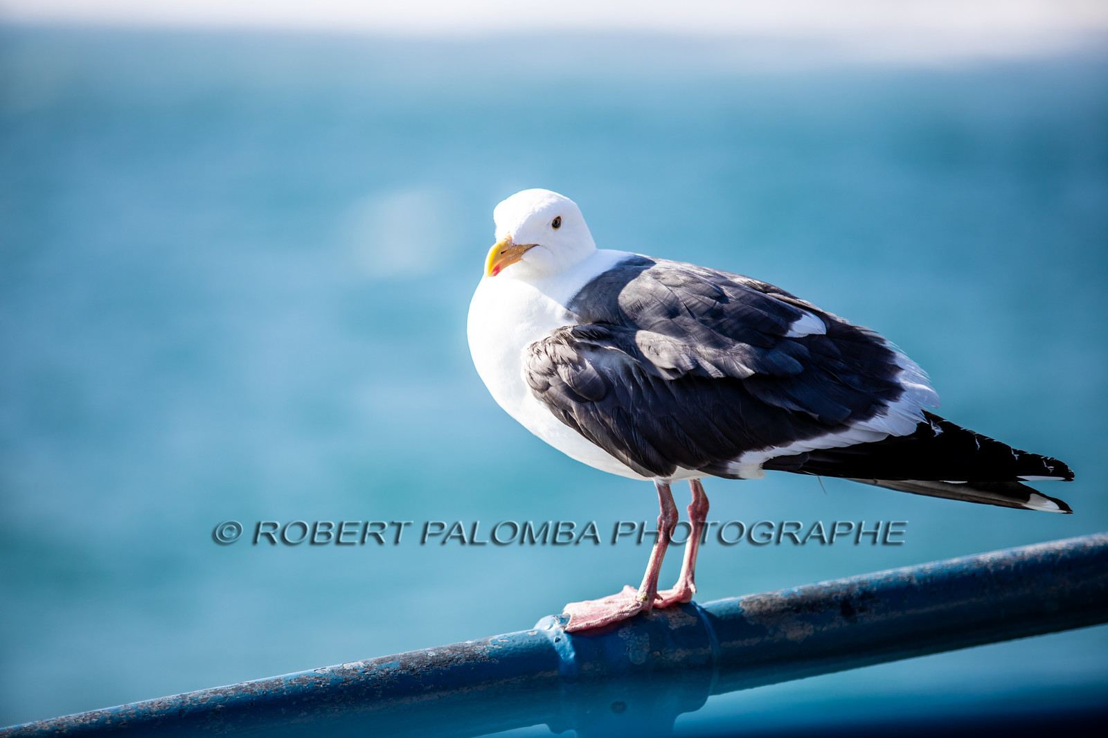 Etats-Unis, Californie-du-Sud, Los Angeles, Santa Monica