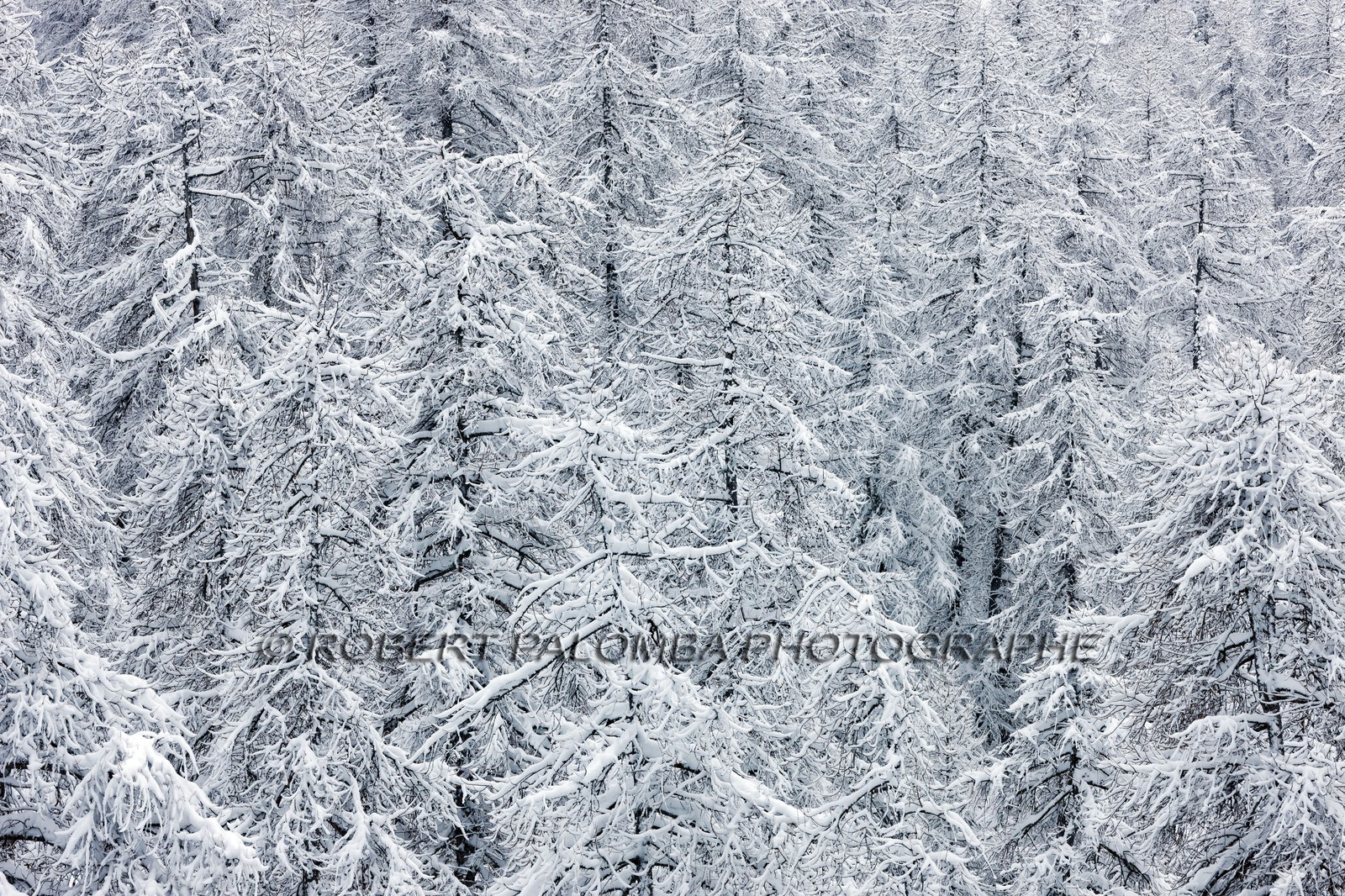 Forêt enneigée