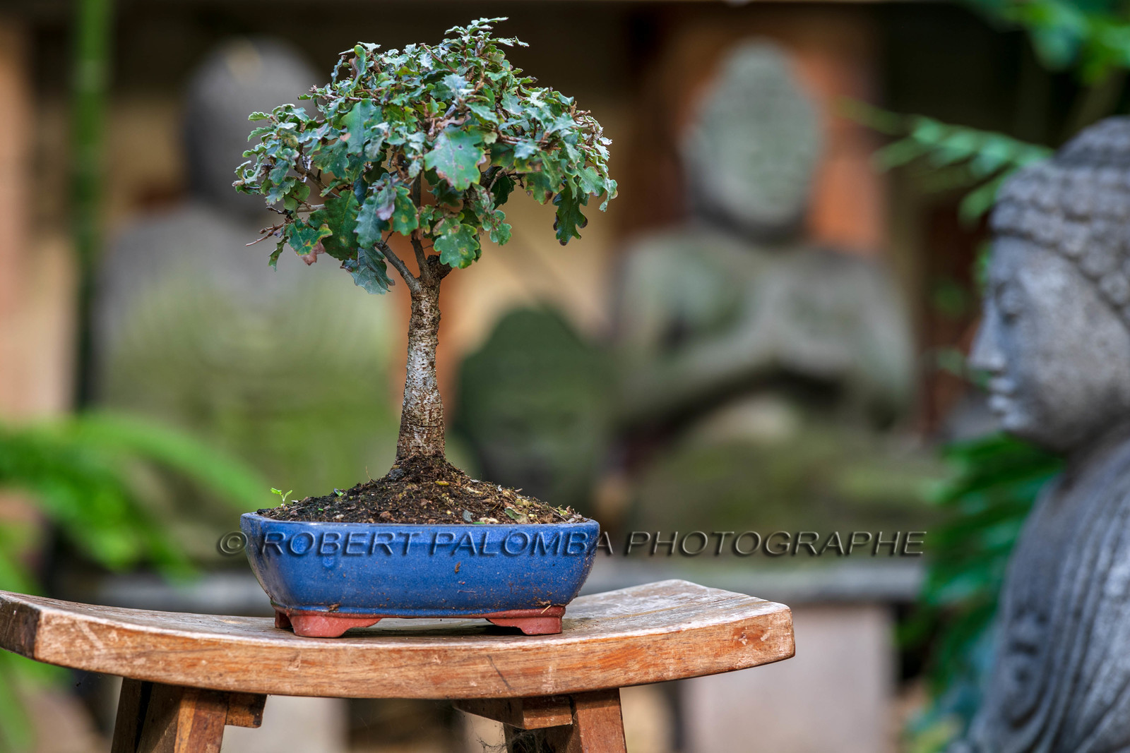 Bonsai