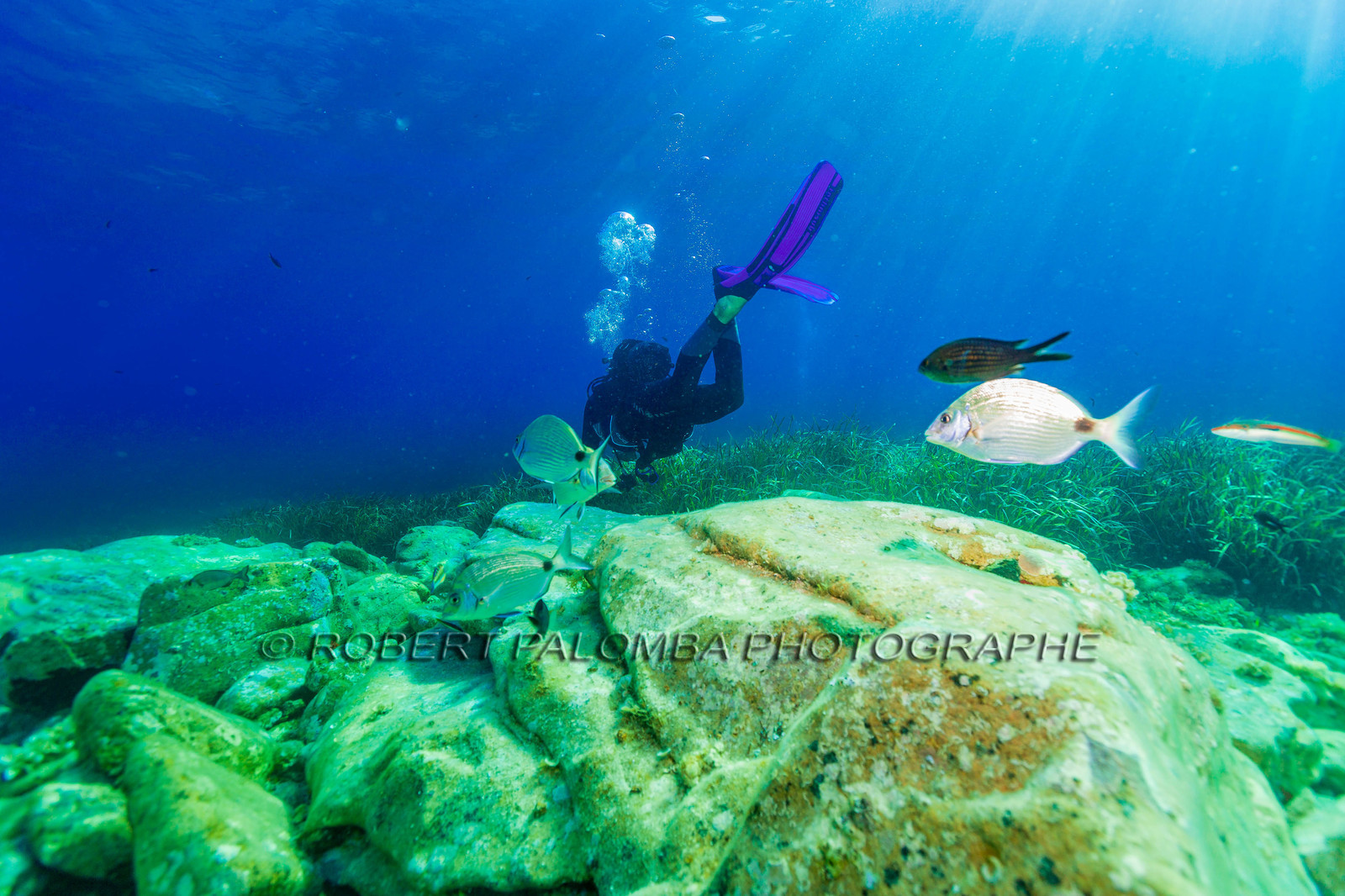 Plongée-sous-marine