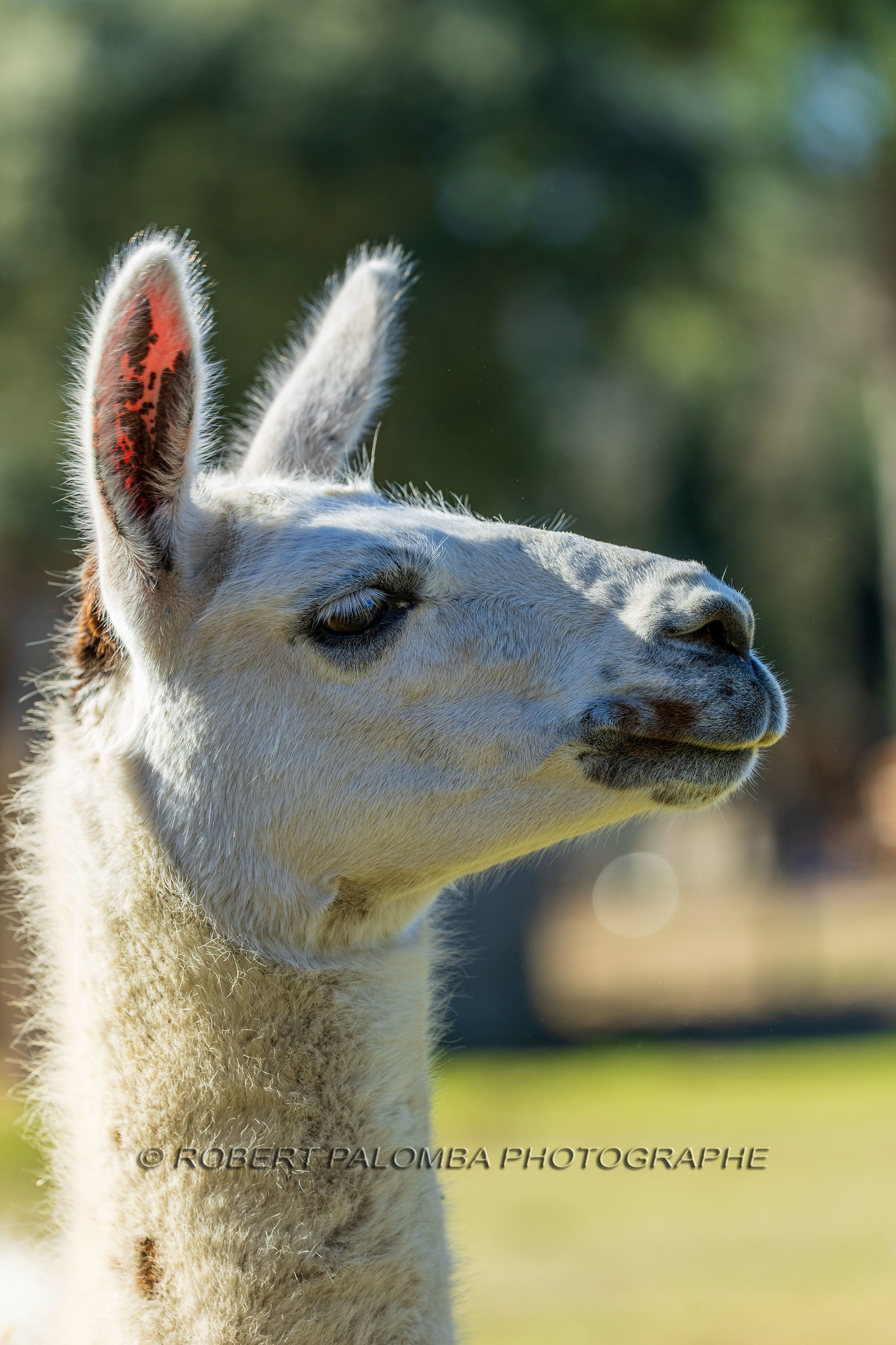 Lama
