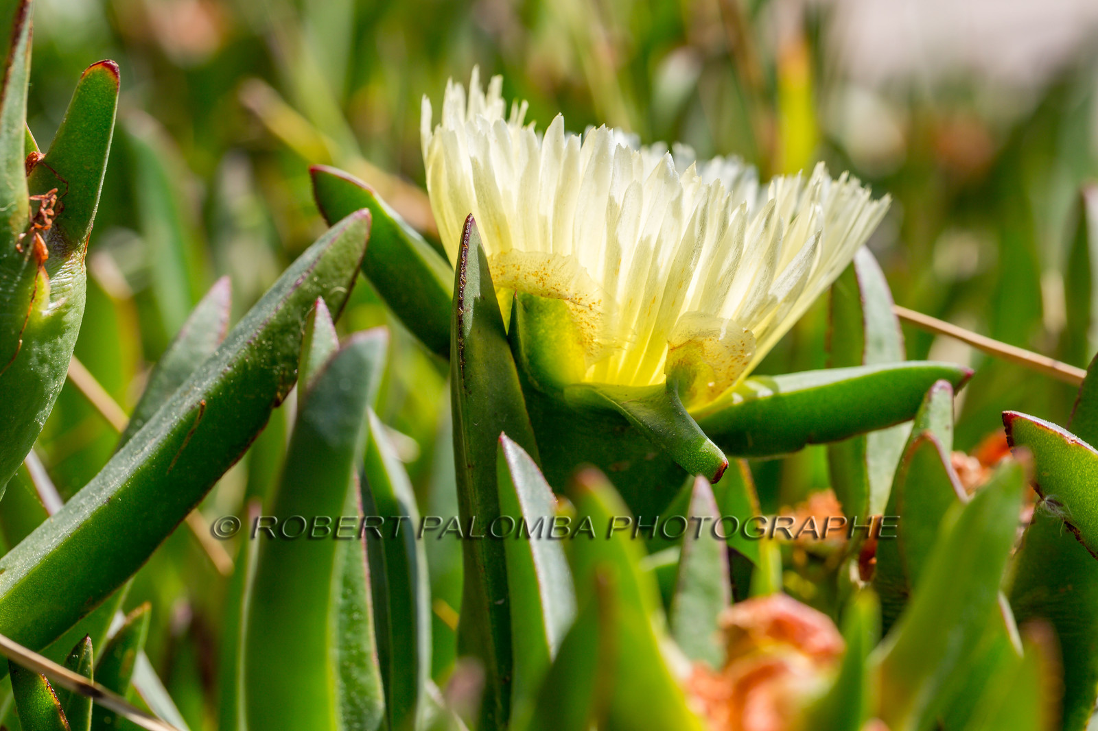 Flore Méditerranéenne