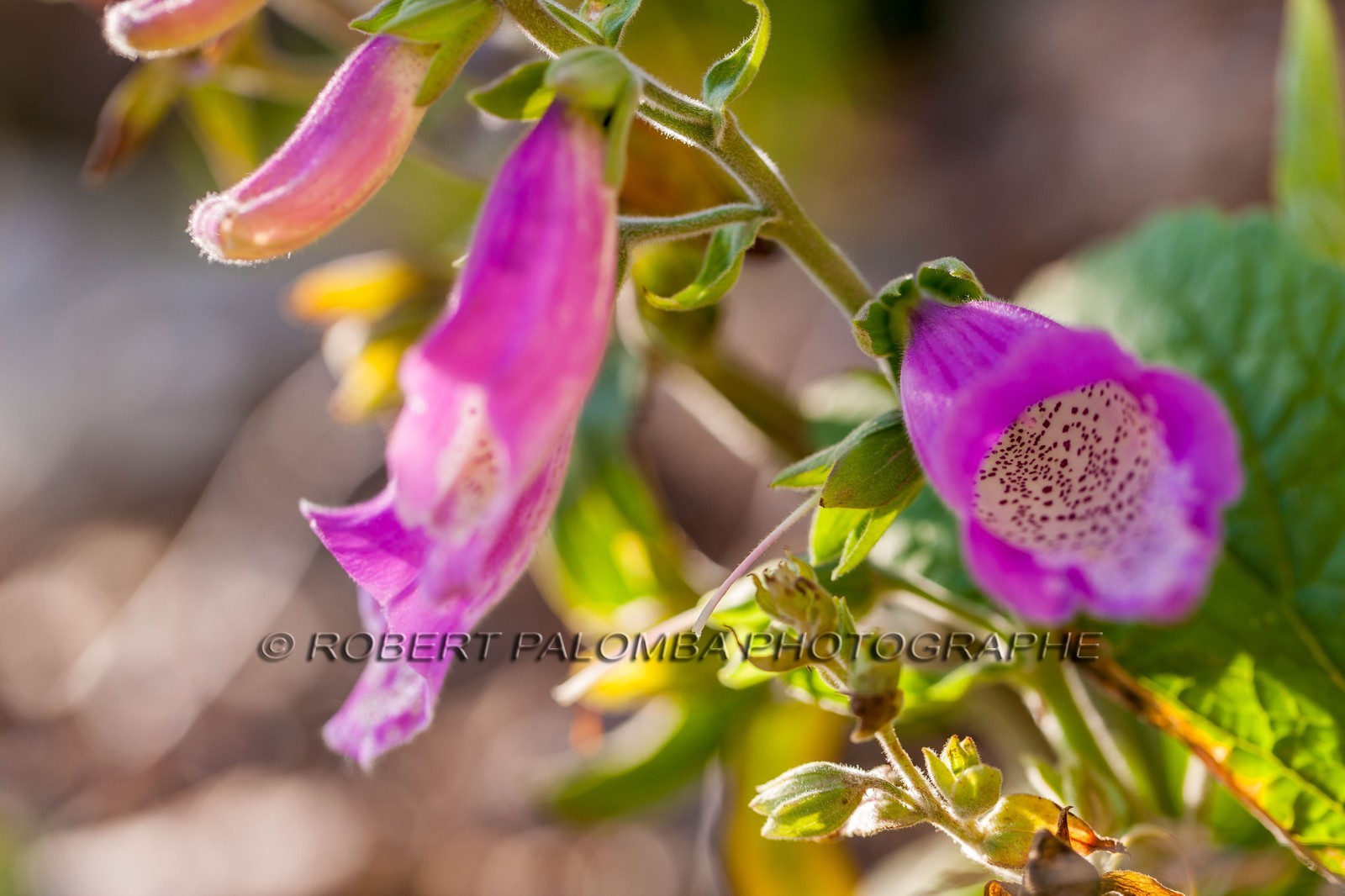 Digitale sauvage, Digitalis purpureaSud
