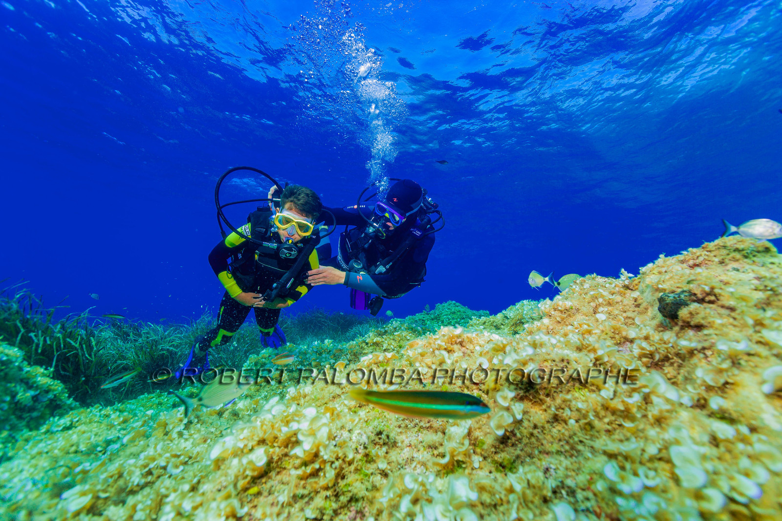 Plongée-sous-marine