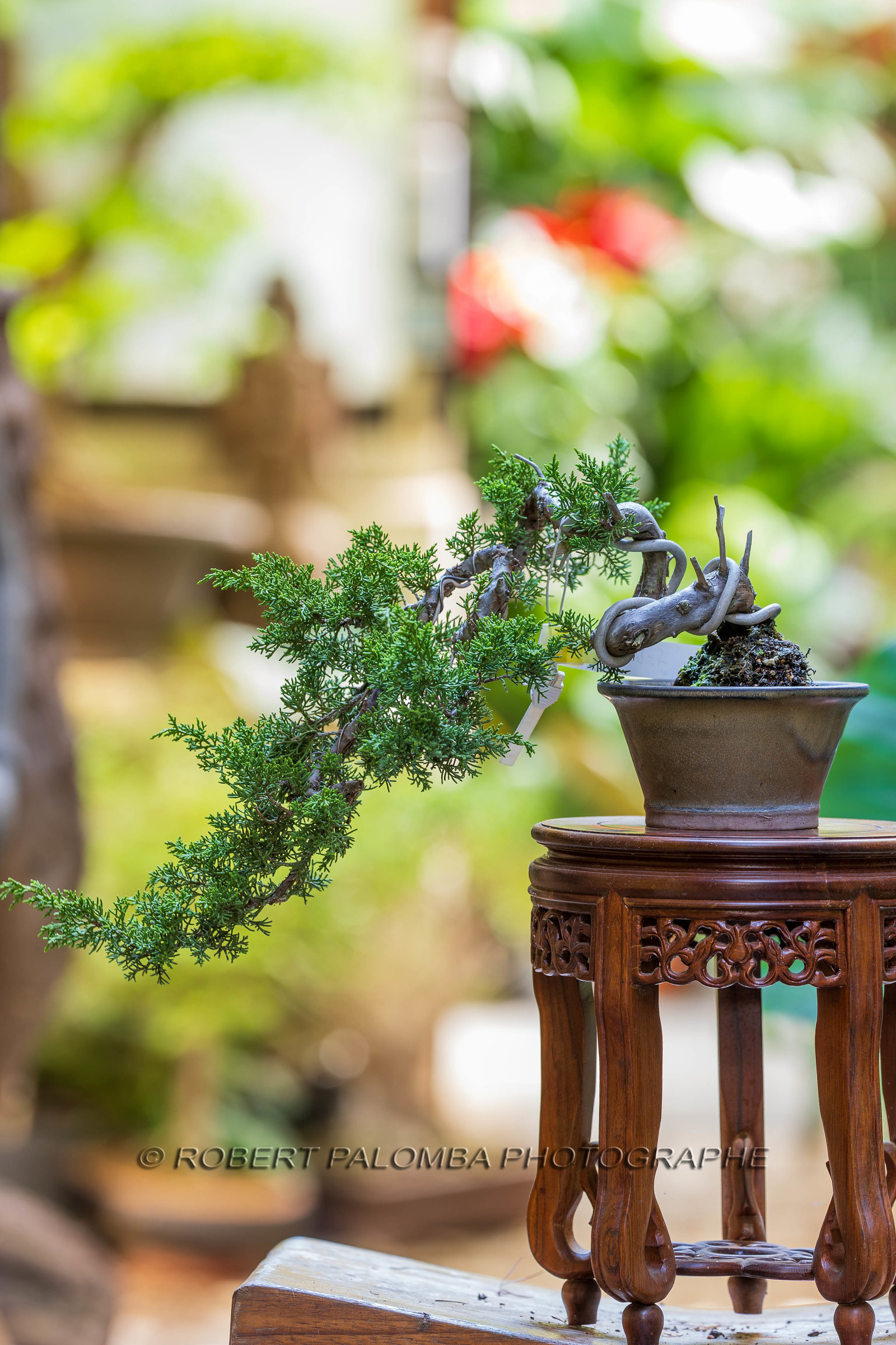 Alpes-Maritimes (06) Nice, Bonsaï,