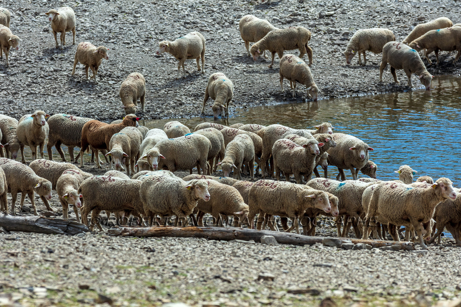 Lac d'Allos