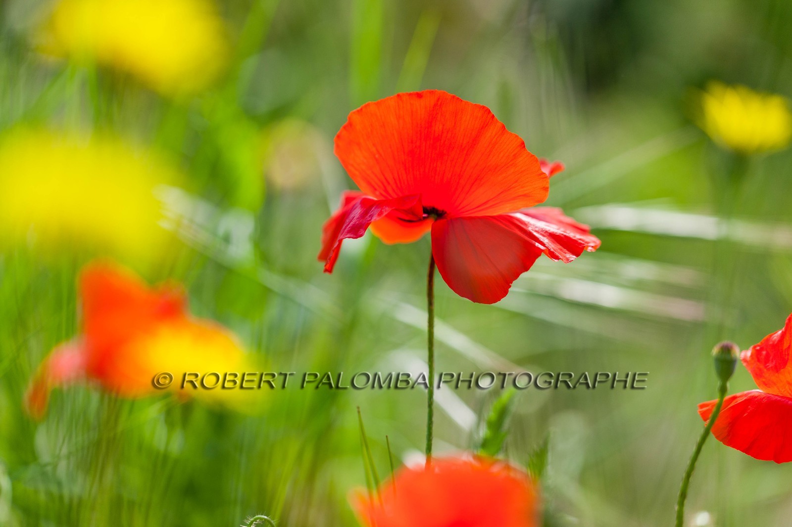Coquelicot, Papaver rhoeas Coquelicot, Papaver rhoeas