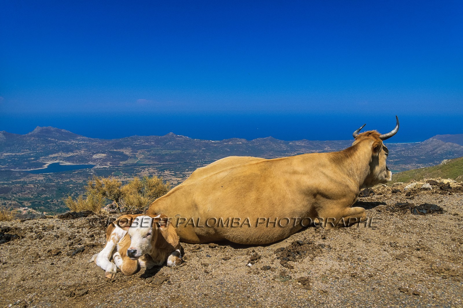 Faune corse