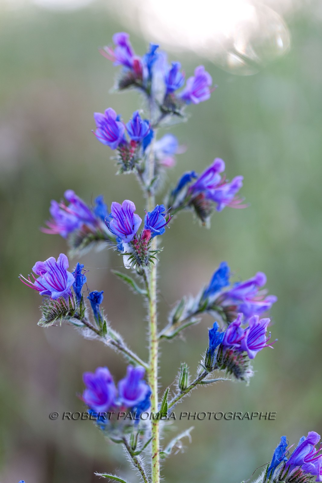 Flore Méditeranéenne Flore Méditeranéenne