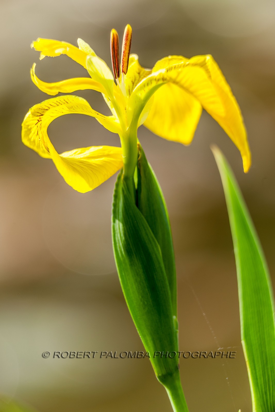 Iris Jaune, Iris pseudacorus Iris Jaune, Iris pseudacorus