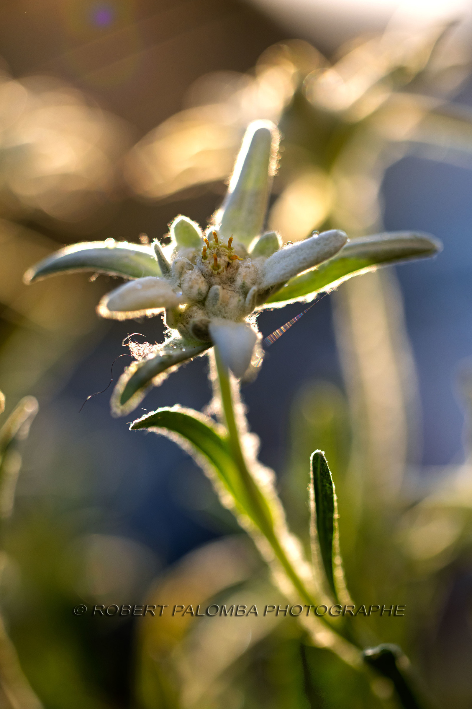 Edelweiss