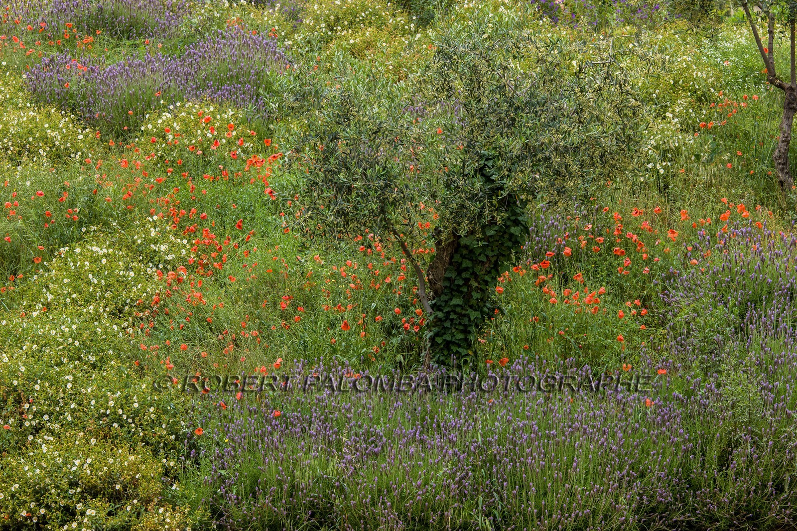 Paysage de Provence Paysage de Provence
