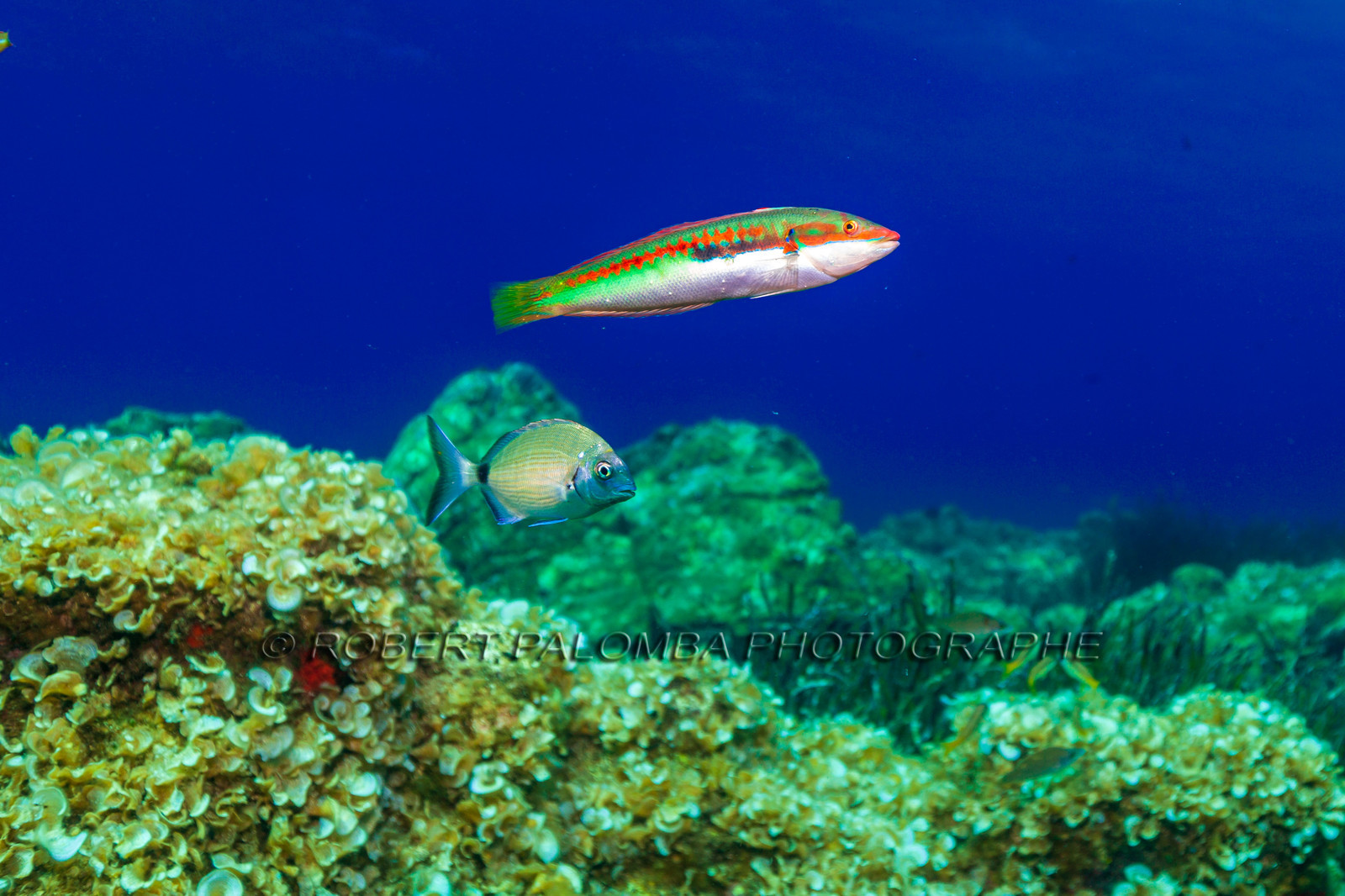 Plongée-sous-marine