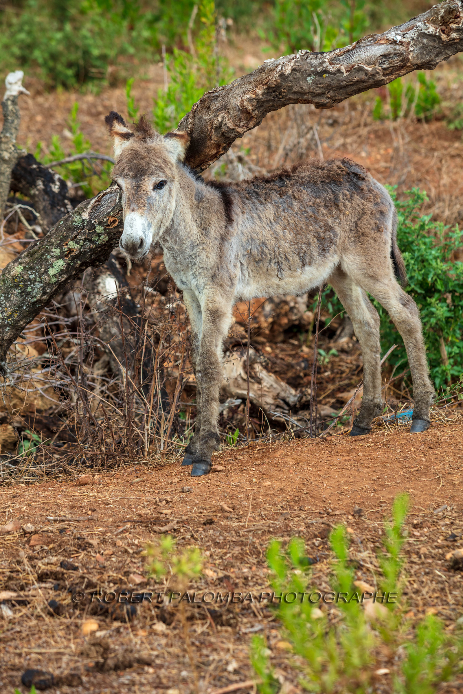 Faune corse