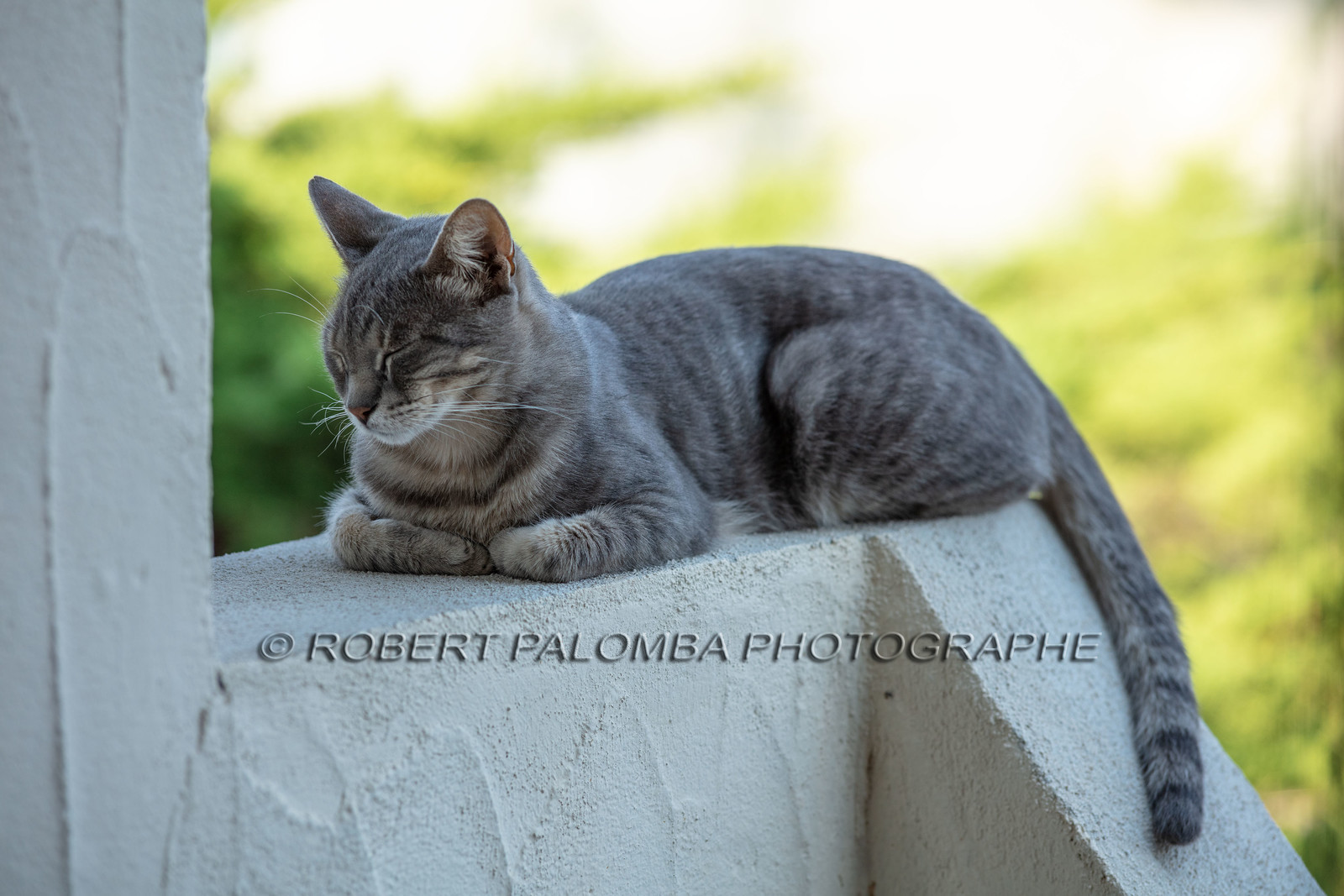 Chat corse