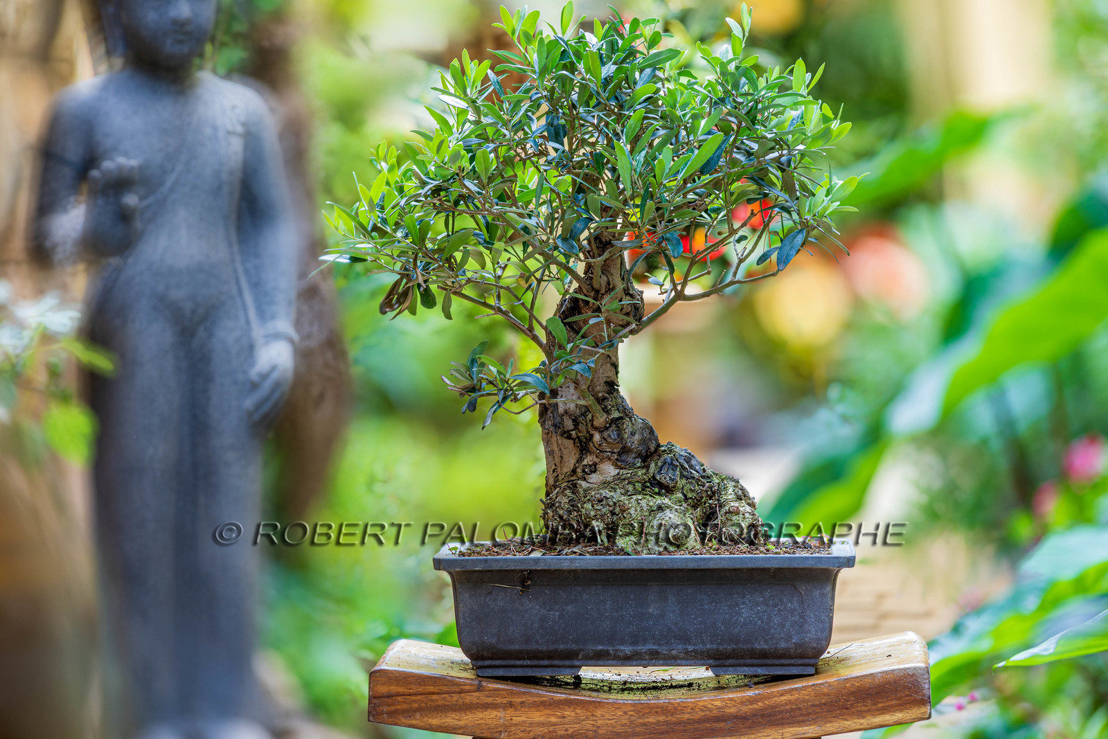 Bonsai Center