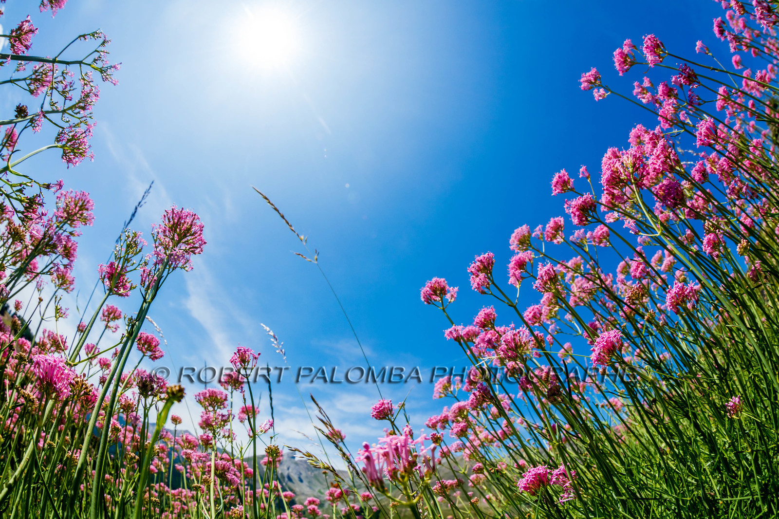 Alpes-de-Haute-Provence (04) Val d'Allos