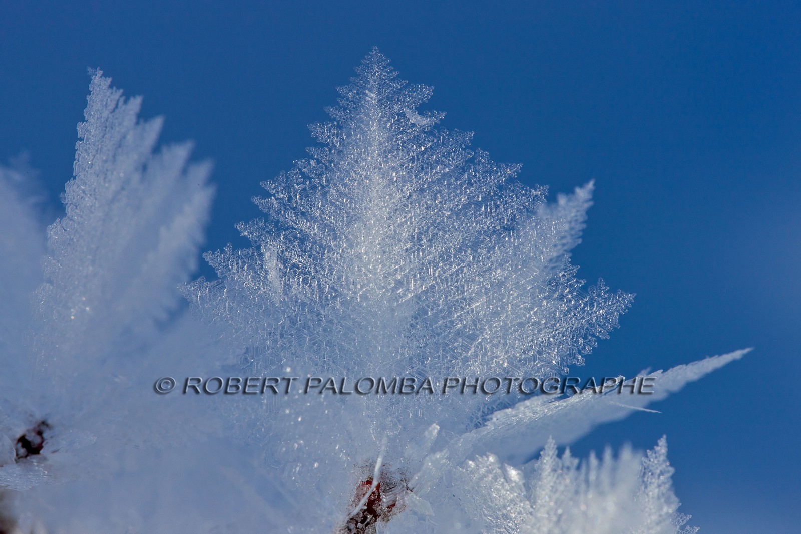 Cristaux de neige