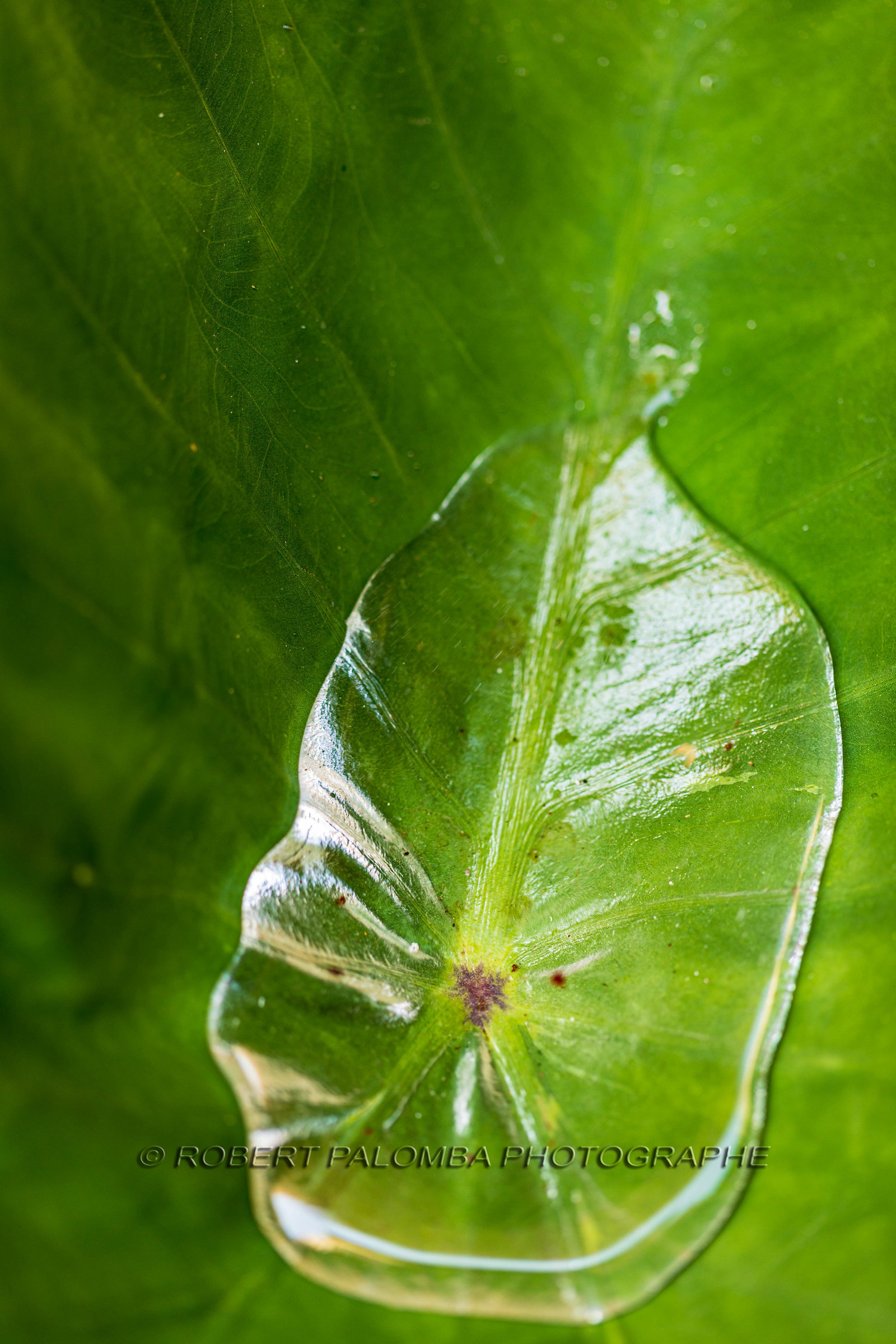 Flore méditerranéenne