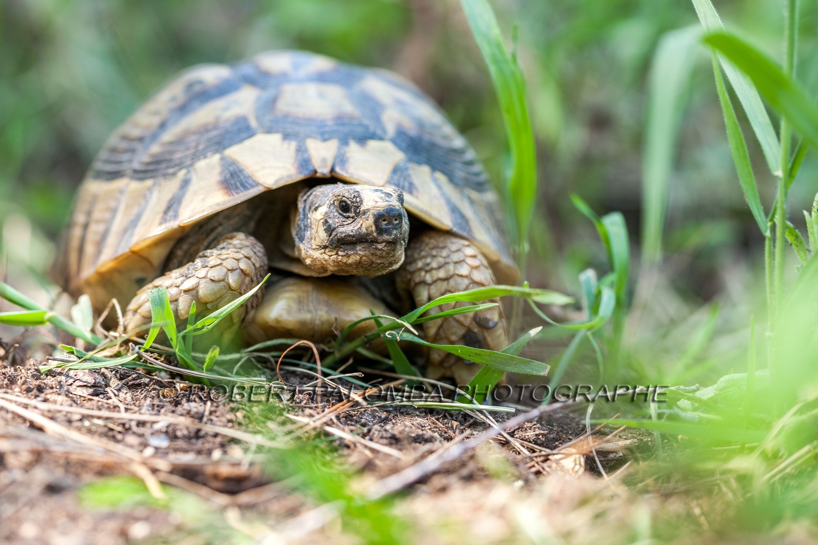 Tortue d'Hermann,Testudo hermanni Tortue d'Hermann,Testudo hermanni