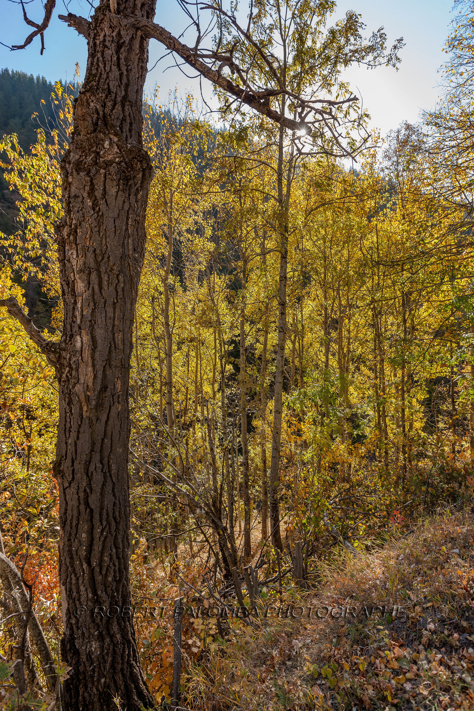 Saint-Dalmas-le-Selvage