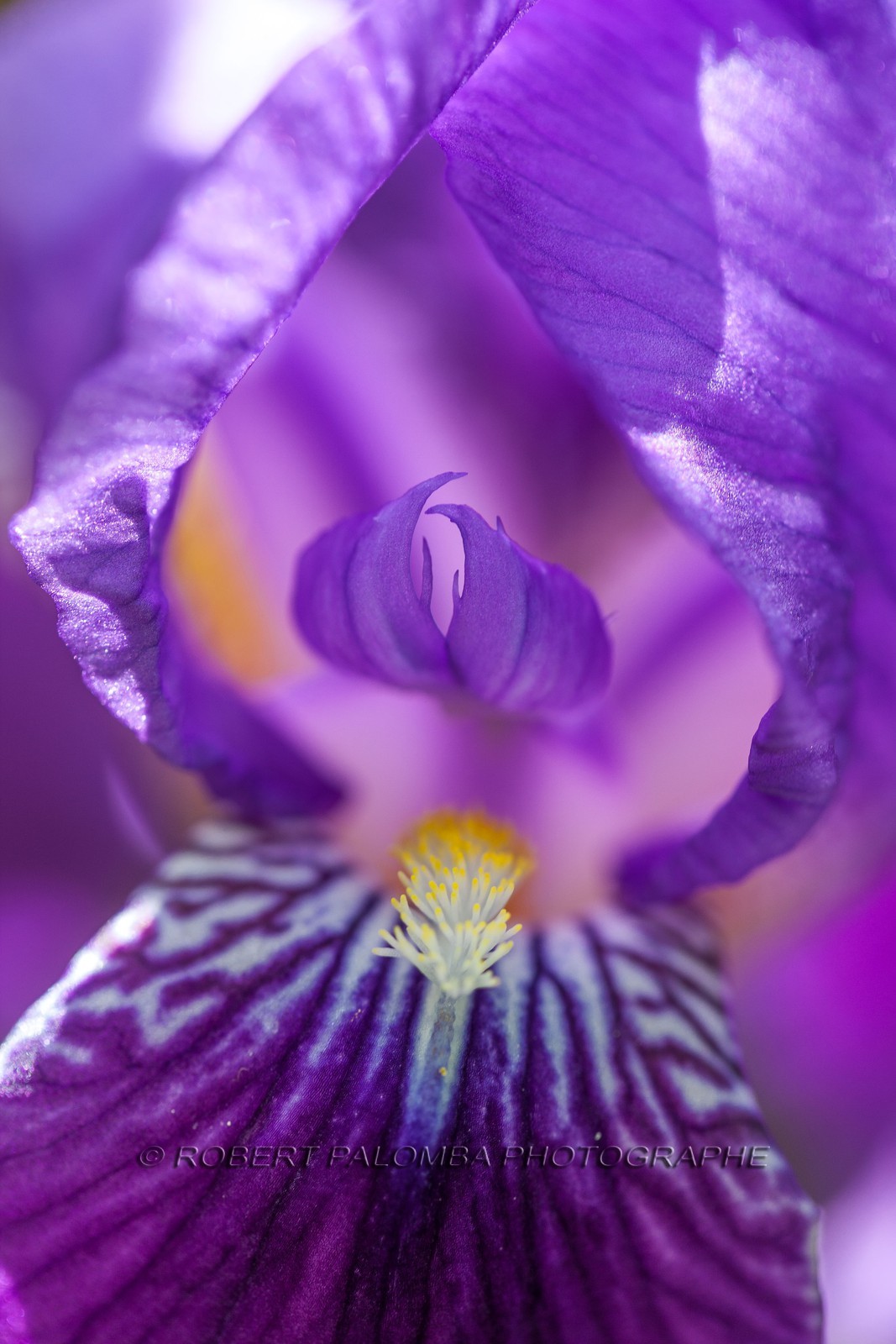 Iris, Iris haynei Iris, Iris haynei