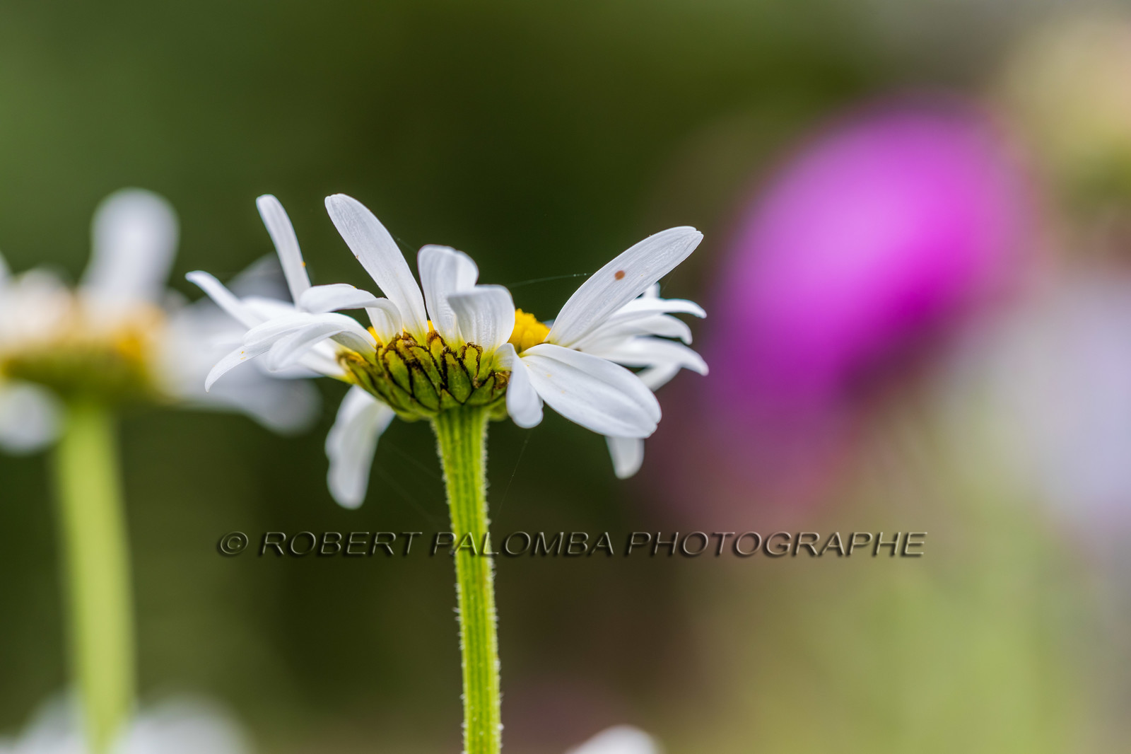 Flore alpine