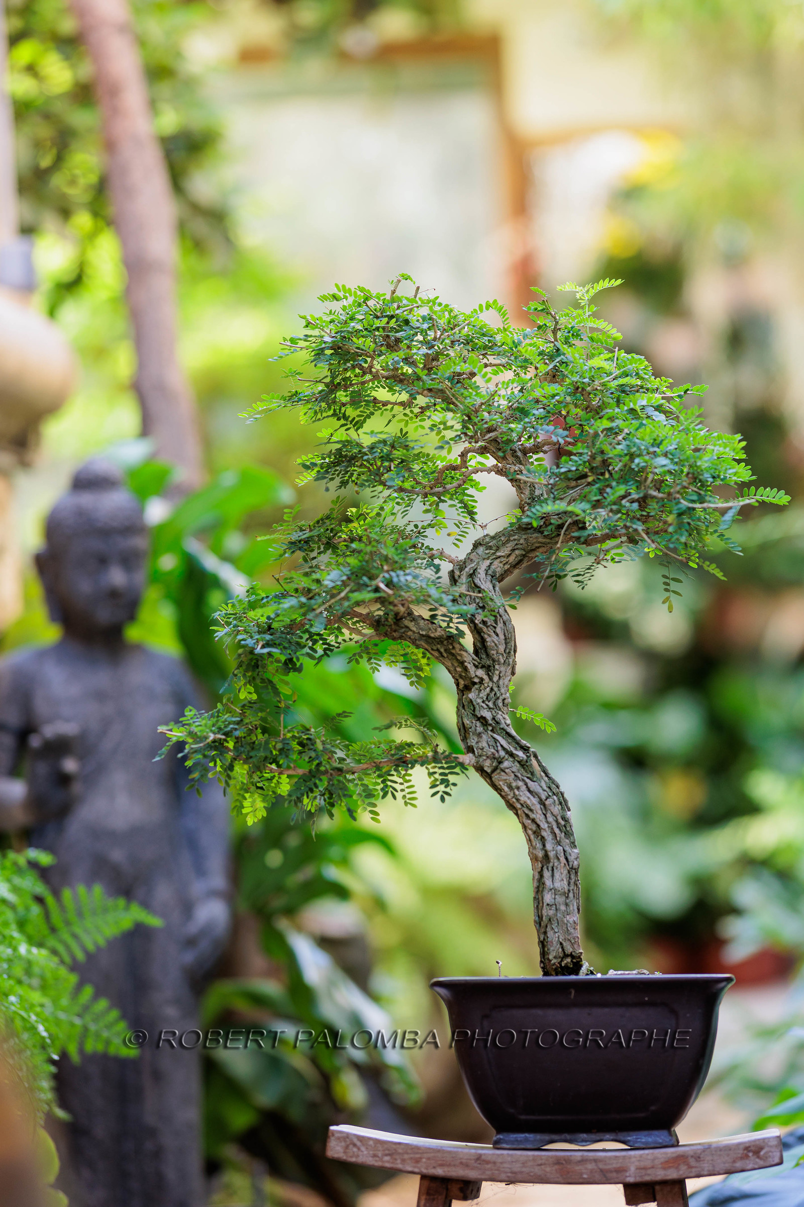 Bonsai Center